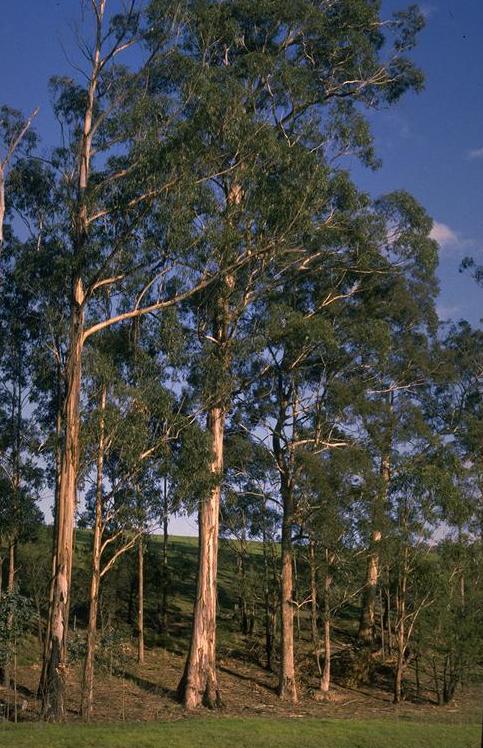 <p><em>Eucalyptus globulus</em>, blue gum, Myrtaceae</p>