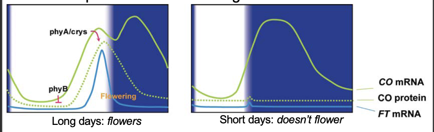 <ul><li><p>circadian transcription of flowering gene CO </p></li><li><p>PHYB causes CO protein degradation </p></li><li><p>PHYA and CRY stabilise CO protein in long days </p></li><li><p>CO protein induces FT expression </p></li><li><p>FT protein is the flowering hormone </p></li></ul><p></p>