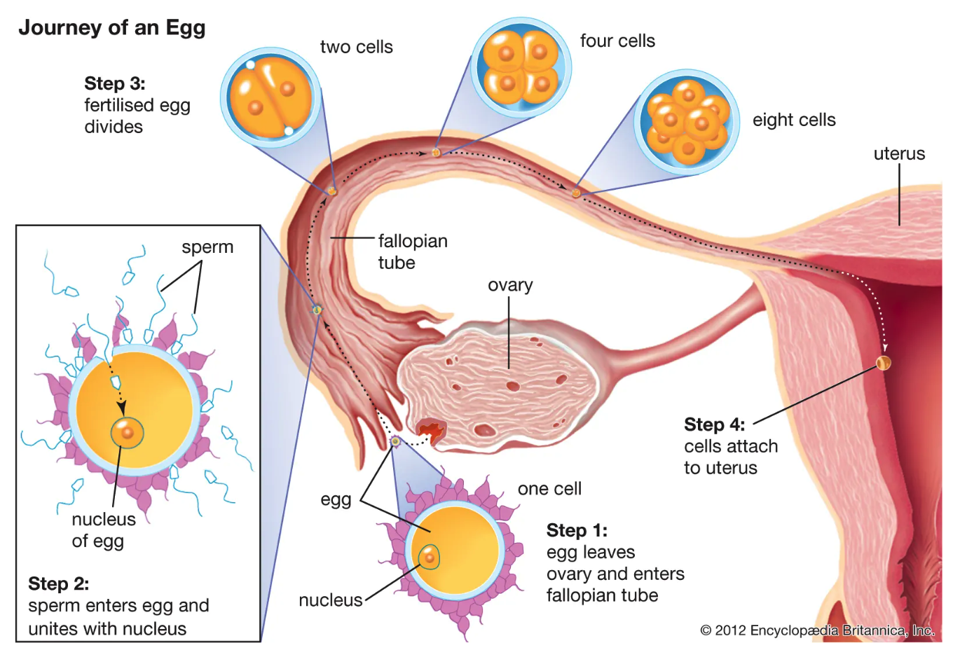 <ol><li><p>Egg leaves ovary and enters fallopian tube</p></li><li><p>Sperm enters egg and unites with nucleus</p></li><li><p>Fertilized egg divides (2→ 4→ 8 cells)</p></li><li><p>Cells attach at uterus</p></li></ol>