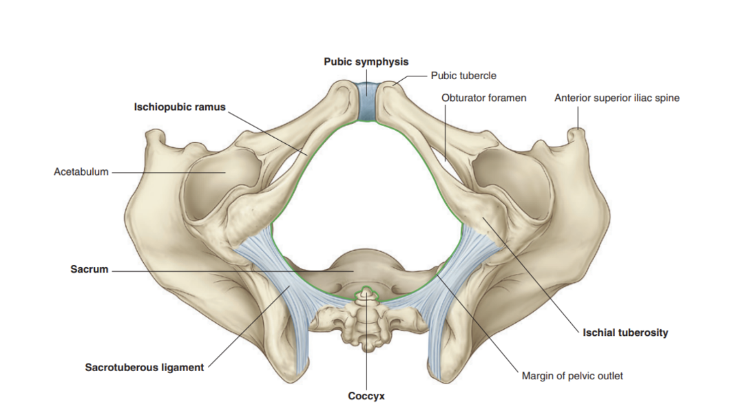 <p>Formed by bone &amp; ligaments —</p><ul><li><p>Bone — on each side, the inferior margin of the pelvic bone projects posteriorly &amp; laterally from the pubic symphysis to end in a prominent tuberosity — ischial tuberosity</p></li><li><p>These elements construct the pubic arch, forming the margin of the anterior half of the pelvic outlet. The sacrotuberous ligament continues this margin posteriorly from the ischial tuberosity to the coccyx &amp; sacrum  </p></li></ul>
