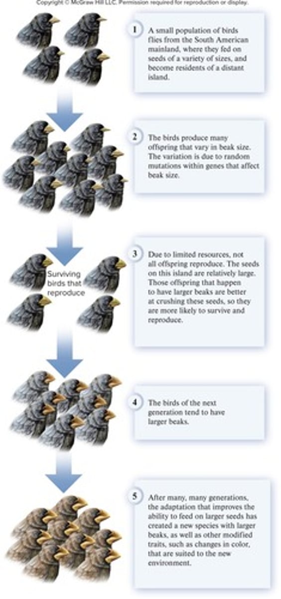 <p>The process by which species evolve traits that better suit them to their environment.</p>
