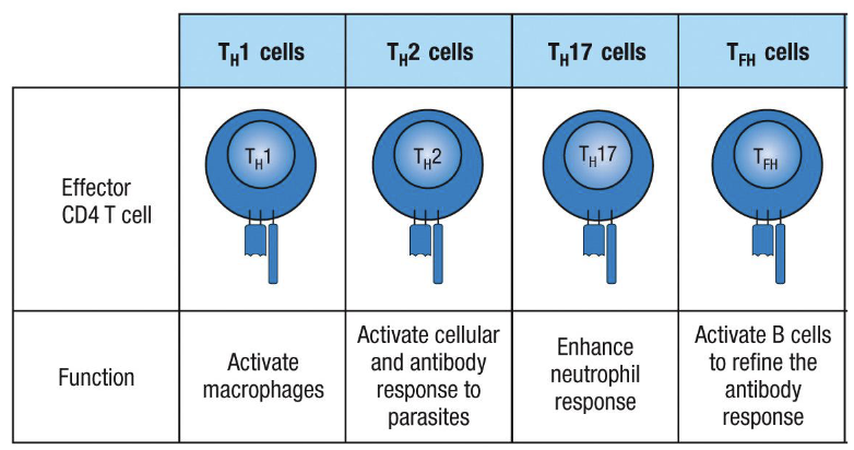 <ul><li><p><strong>Th1:&nbsp;</strong>Activate <strong>macrophages</strong> → antiviral and antimicrobial</p><ul><li><p><strong>Type 1 response:</strong> IL-12 → Th1 → IgG</p></li></ul></li></ul><ul><li><p><strong>Th2:&nbsp;</strong>Activate responses to <strong>parasites</strong> (cellular + antibody)</p><ul><li><p><strong>Type 2 response:</strong> IL-4, IL-5 → IgE → mast cells, basophils, eosinophils</p></li><li><p>Can drive <strong>allergies</strong> if response misfires</p></li></ul></li><li><p><strong>Th17: </strong>Enhance <strong>neutrophil response</strong> → antibacterial</p><ul><li><p><strong>Type 3 response:</strong> IL-17 → neutrophils</p></li><li><p>Involved in <strong>autoimmune responses</strong></p></li></ul></li><li><p><strong>Tfh (follicular helper T cells): </strong>Help <strong>B cells refine antibodies</strong></p><ul><li><p>Can specialize for <strong>antiviral</strong> or <strong>antiparasitic</strong> responses</p></li></ul></li></ul><p></p>