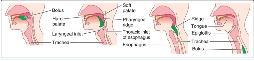 <p>Muscular contraction of the soft palate prevents food from entering the nasal cavity.</p>