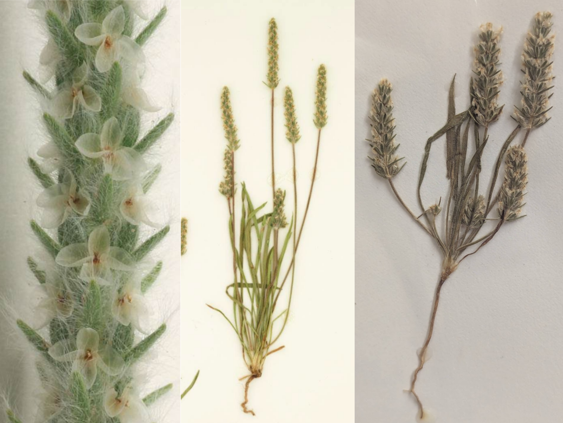 <p>Linear leaves (can look like grass)</p><p>Pencil-thin spike</p><p>Translucent white flowers</p><p>Very wooly everywhere</p>