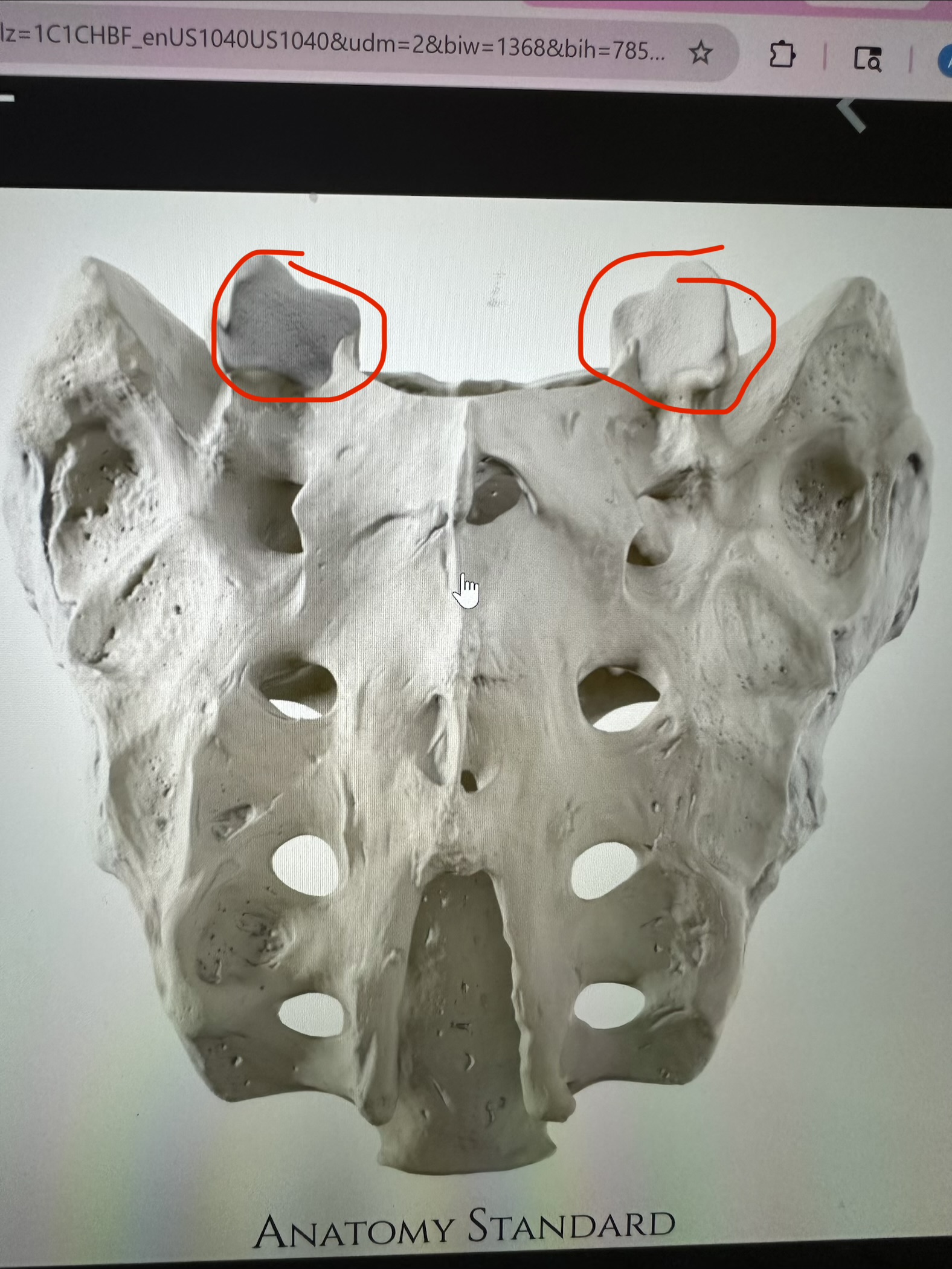 <p>sacrum, flat surfaces on horns</p>