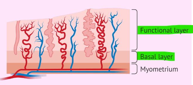<p>Functional layer - shed each menstrual period; basal layer - deep layer that stays behind and regenerates a new functional layer each menstrual cycle </p>