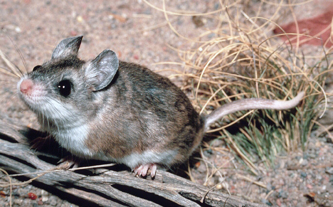<p>What species is this?</p>
