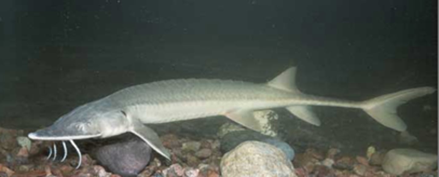 <p>Shovelnose Sturgeon</p>