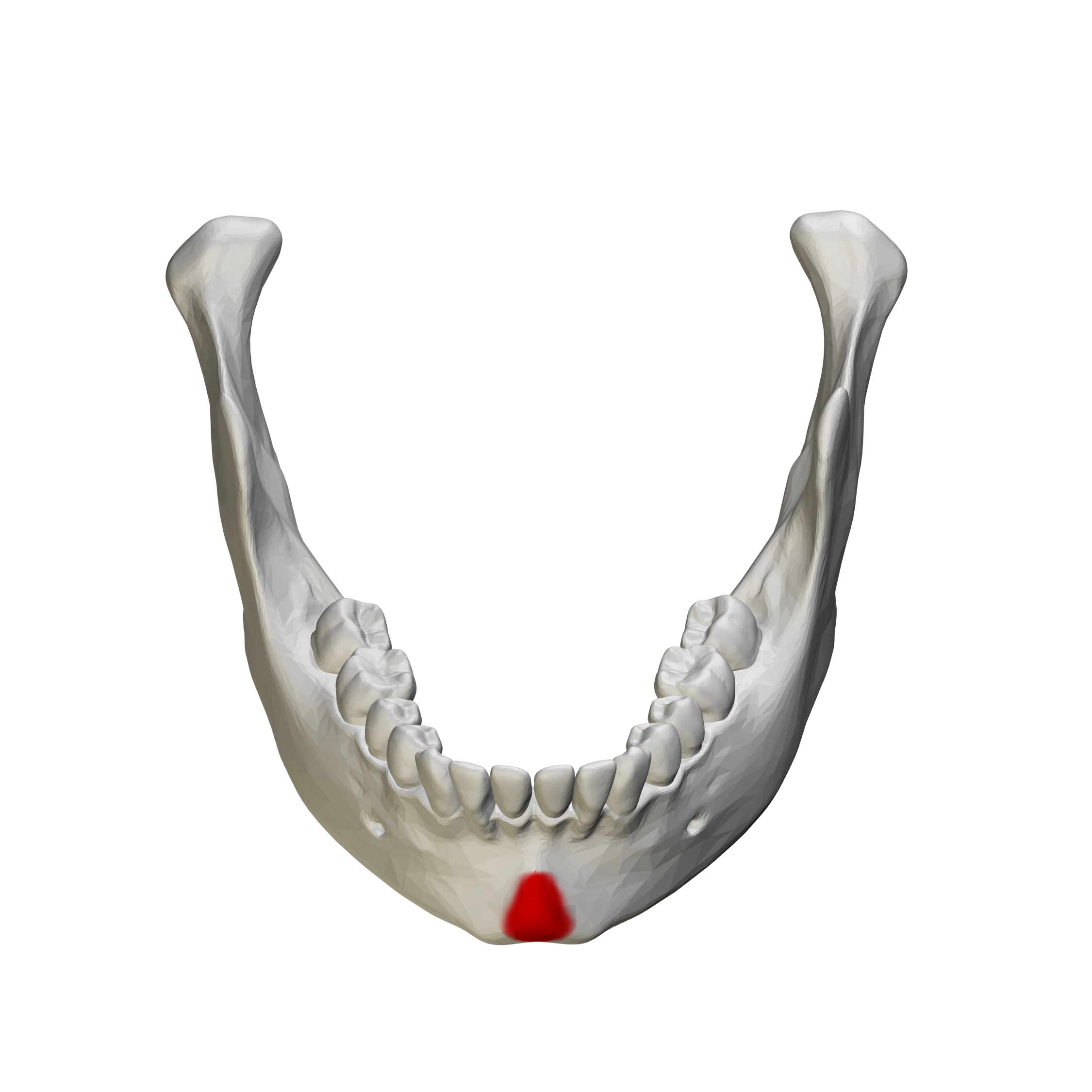 <p>mandible</p>