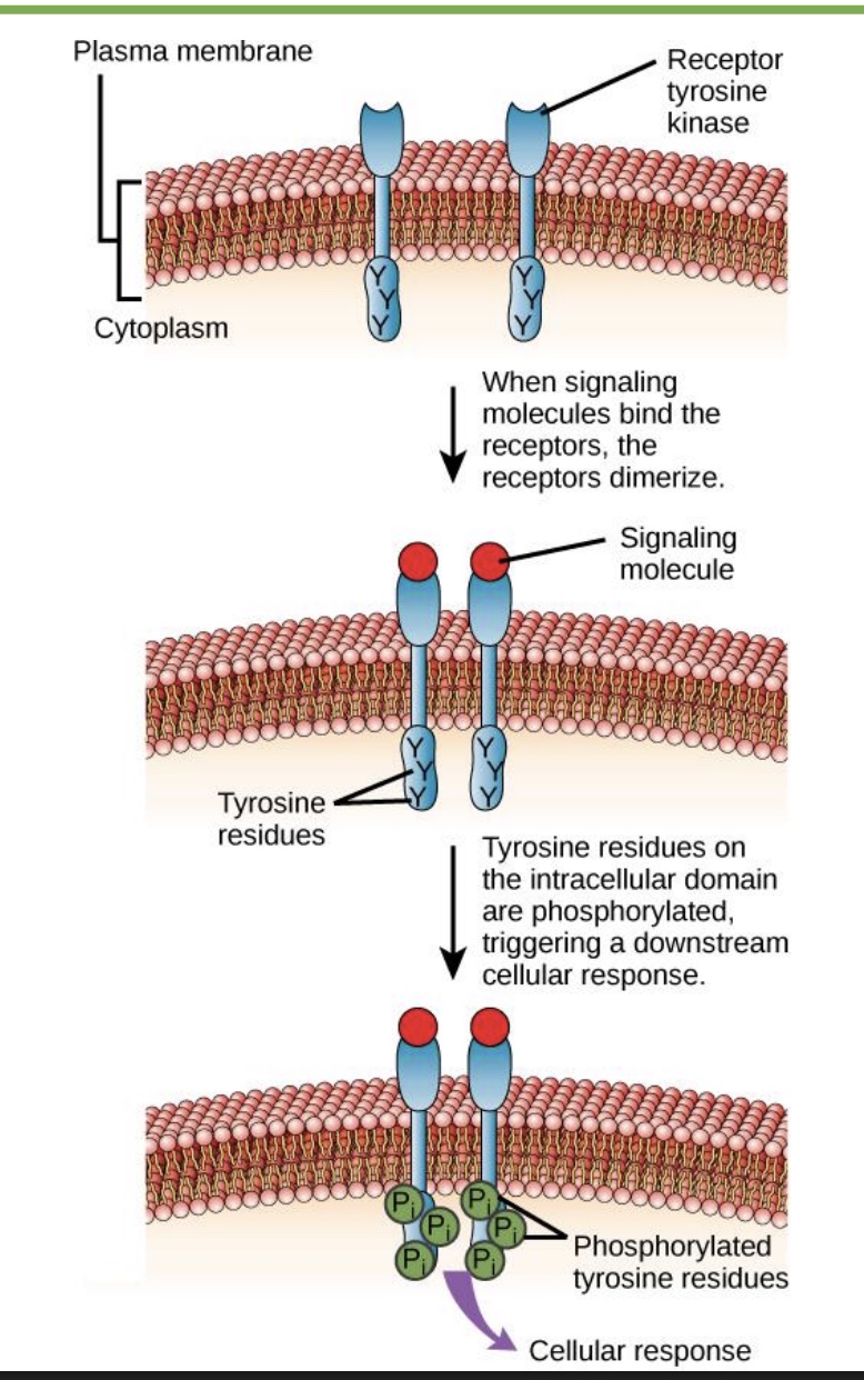 <p>-Example: <strong>receptor tyrosine kinase</strong></p><ul><li><p>extracellular receptor; tyrosine intracellular; kinase adds phosphate</p></li></ul><p>-Receptor has enzyme activity that phosphorylates target proteins in cell</p><ul><li><p><em>phosphorylates tyrosine</em> (on/off switch)</p></li></ul><p>-other ex: Insulin receptor</p>