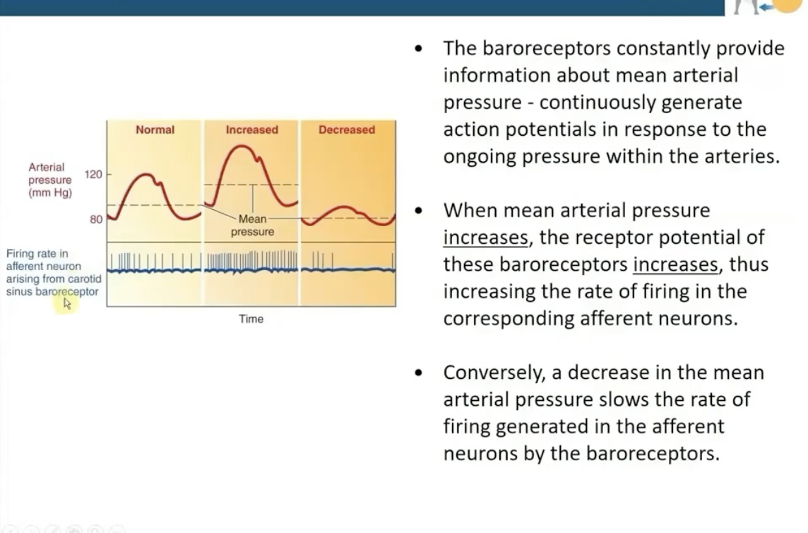 <p>The receptor potential of these baroreceptors increases</p><ul><li><p>this increases the rate of firing in the corresponding afferent neurons</p></li></ul><p>and vice versa</p><p></p>
