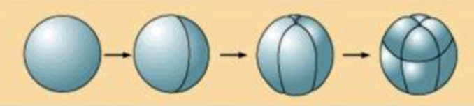 <ul><li><p>When the resultant blastomeres become unequal in size</p><ul><li><p>Occurs on mesolecithal eggs</p></li></ul></li></ul>