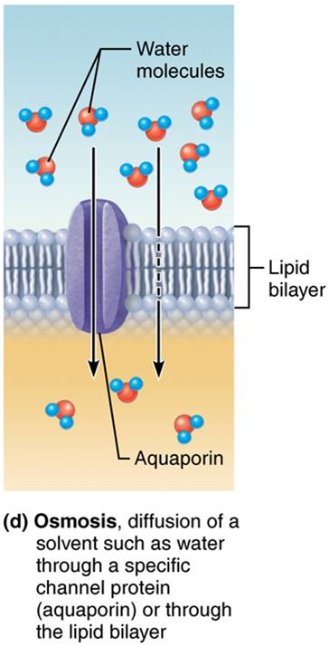 <p>movement of water across a semipermeable membrane by specific protein channels - aquaporin or through lipid bilayer from areas of low solute (high water) to areas of high solute (low water)</p>