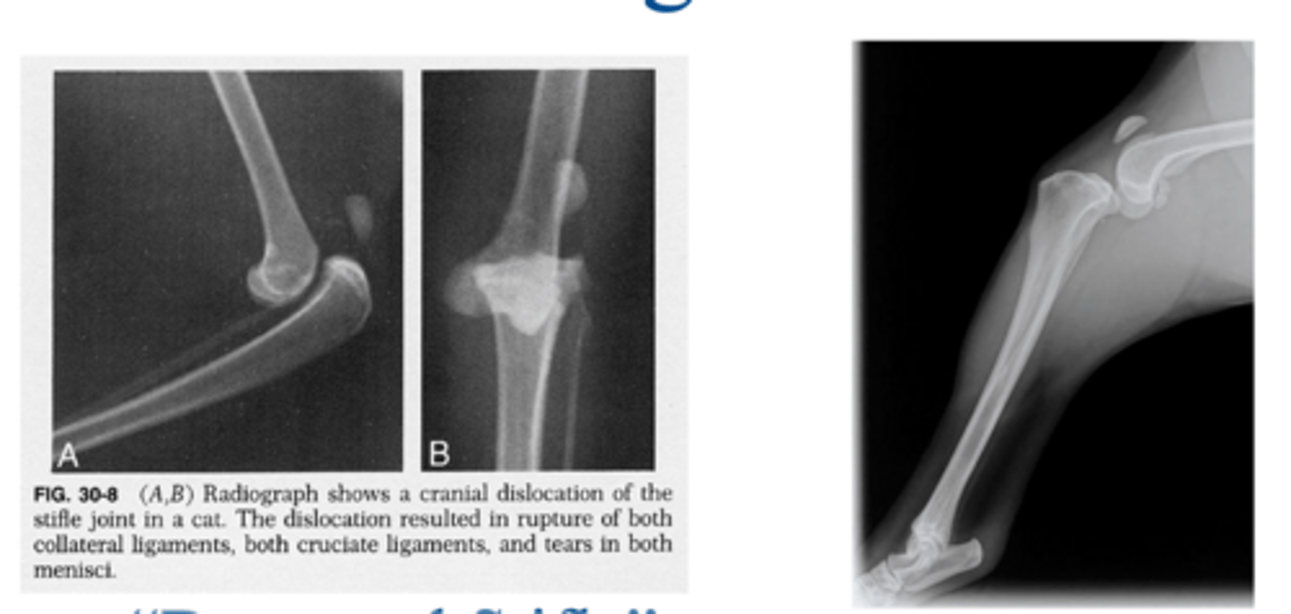 <p>what condition is shown here</p>