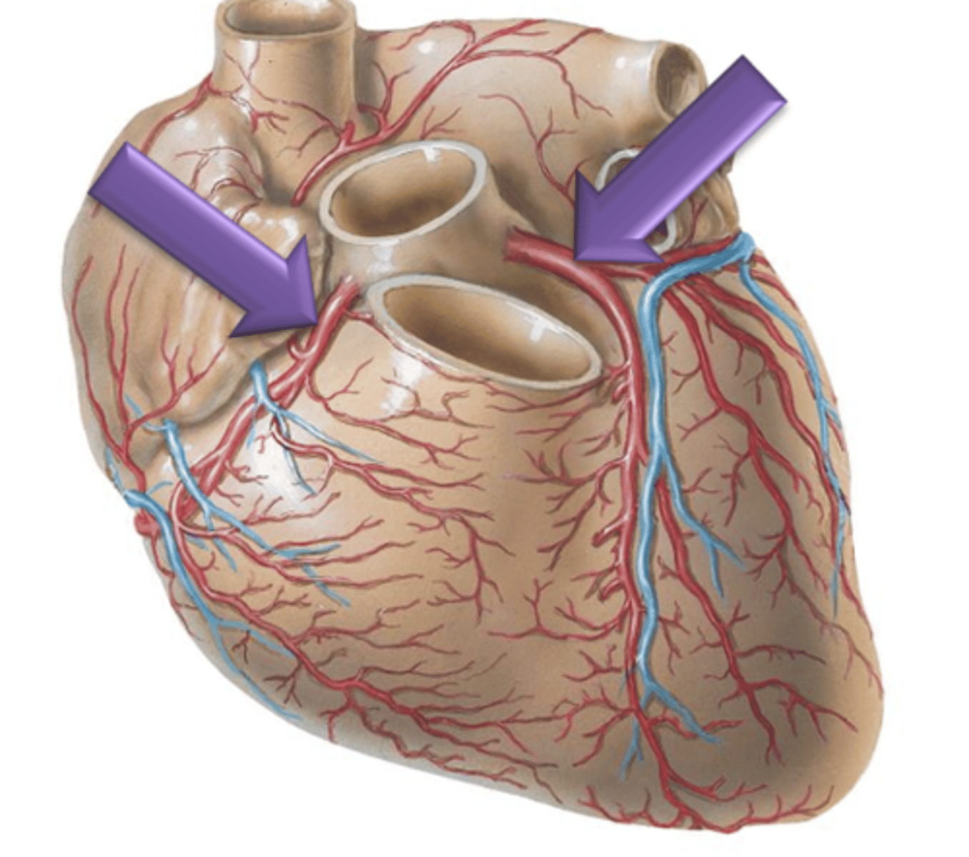 <p>Arteries that lead to the left and right sides of the heart respectively.</p>