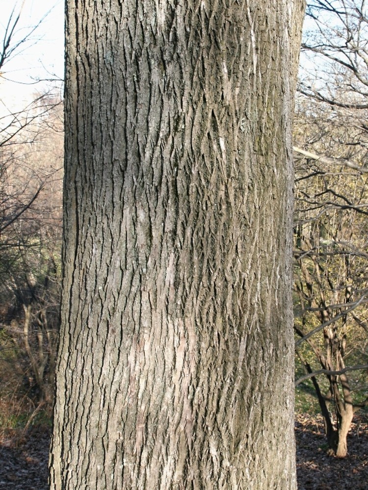 <p>white ash, Fraxinus americana, Oleaceae</p>