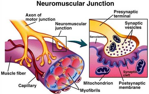 point of contact between a motor neuron and a skeletal muscle cell