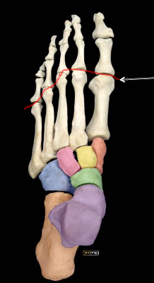<p>Name joint </p>