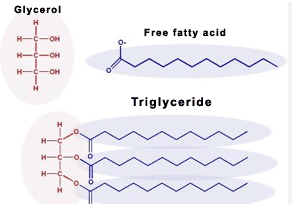 <p>3 fatty acids molecules+glycerol molecule= triglyceride</p><p>Triglycerides can be either saturated or unsaturated</p>
