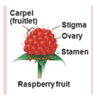 <p>Aggregate fruit</p>