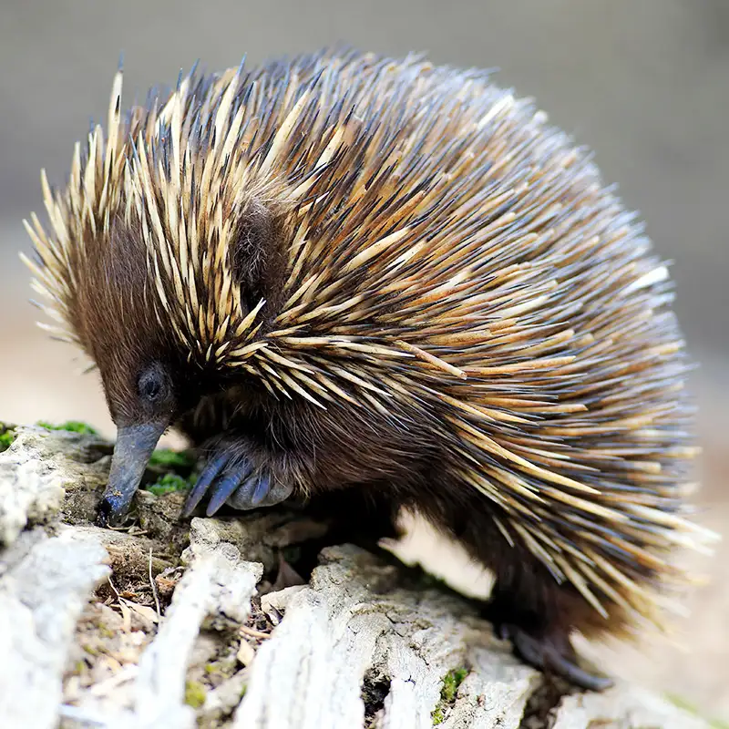 <p>small, spiny mammal with long snout &amp; claws; Australia &amp; New Guinea</p>