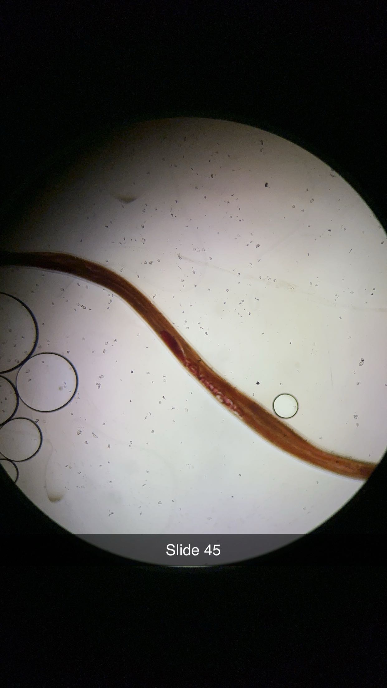 <p>genus phylum </p>