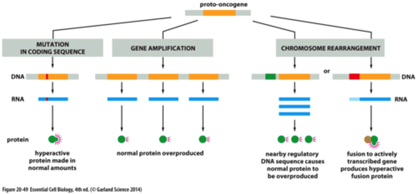 <p>1. nearby regulatory DNA sequence causes normal production to be overproduced</p><p>2. fusion to actively transcribed gene produces hyperactive fusion protein</p>