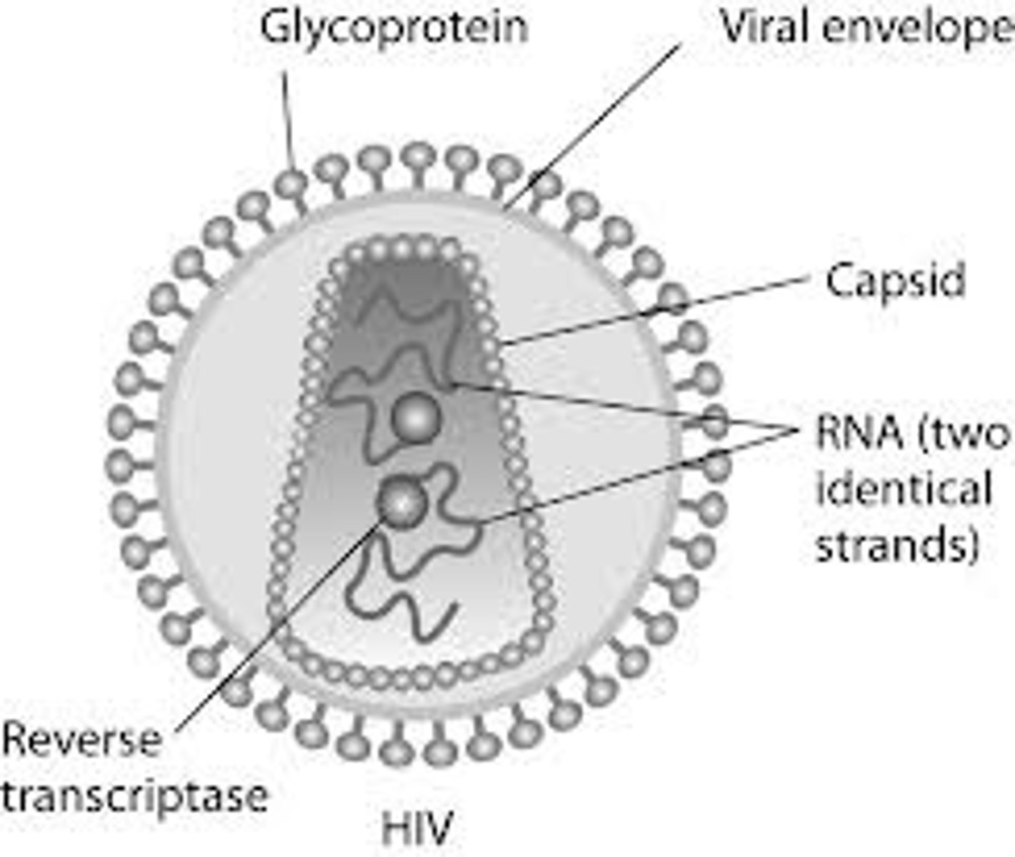 <p>protein coat surrounding genetic component of virus</p>