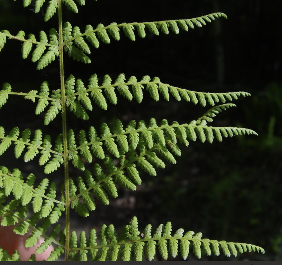 <p>Hay-scented fern </p>