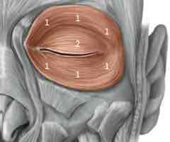 <p>Sphincter muscle around eye socket; closes eye</p>