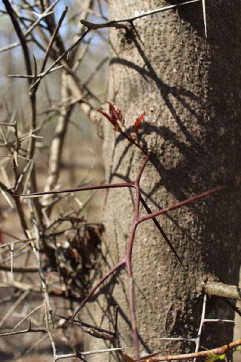<p>what is the name of the plant pictured here (with thorns)?</p>