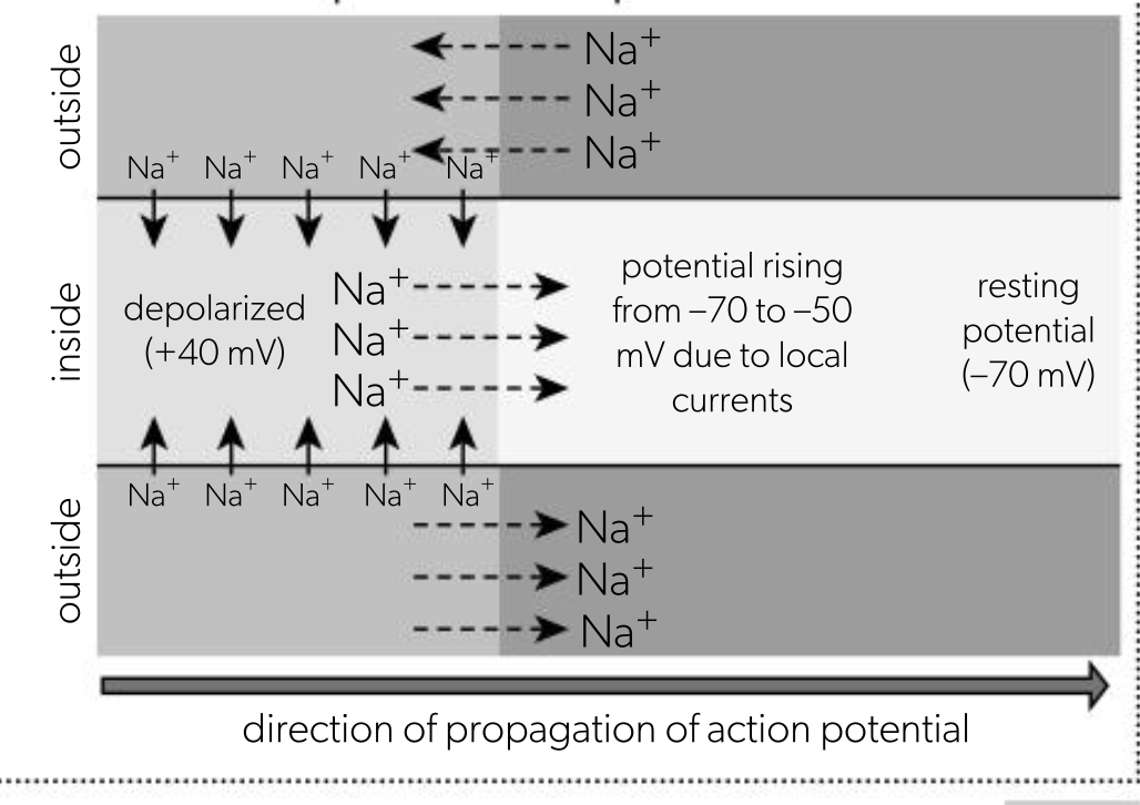 <ul><li><p>once generated, action potential is propagated along length of axon</p></li><li><p>this movement happens because an action potential in 1 part of the axon triggers an action potential in the next part, this occurs due to local currents</p><ul><li><p>local currents are movements of Na+ by diffusion between one part of axon that has depolarised, and adjacent part that is still polarised</p></li><li><p>this movement makes the potential in the still polarised region less negative</p></li><li><p>if potential in membrane rises from -70 mV to threshold potential, voltage gated Na+ channels start to open triggering action potential</p></li></ul></li></ul><p></p>