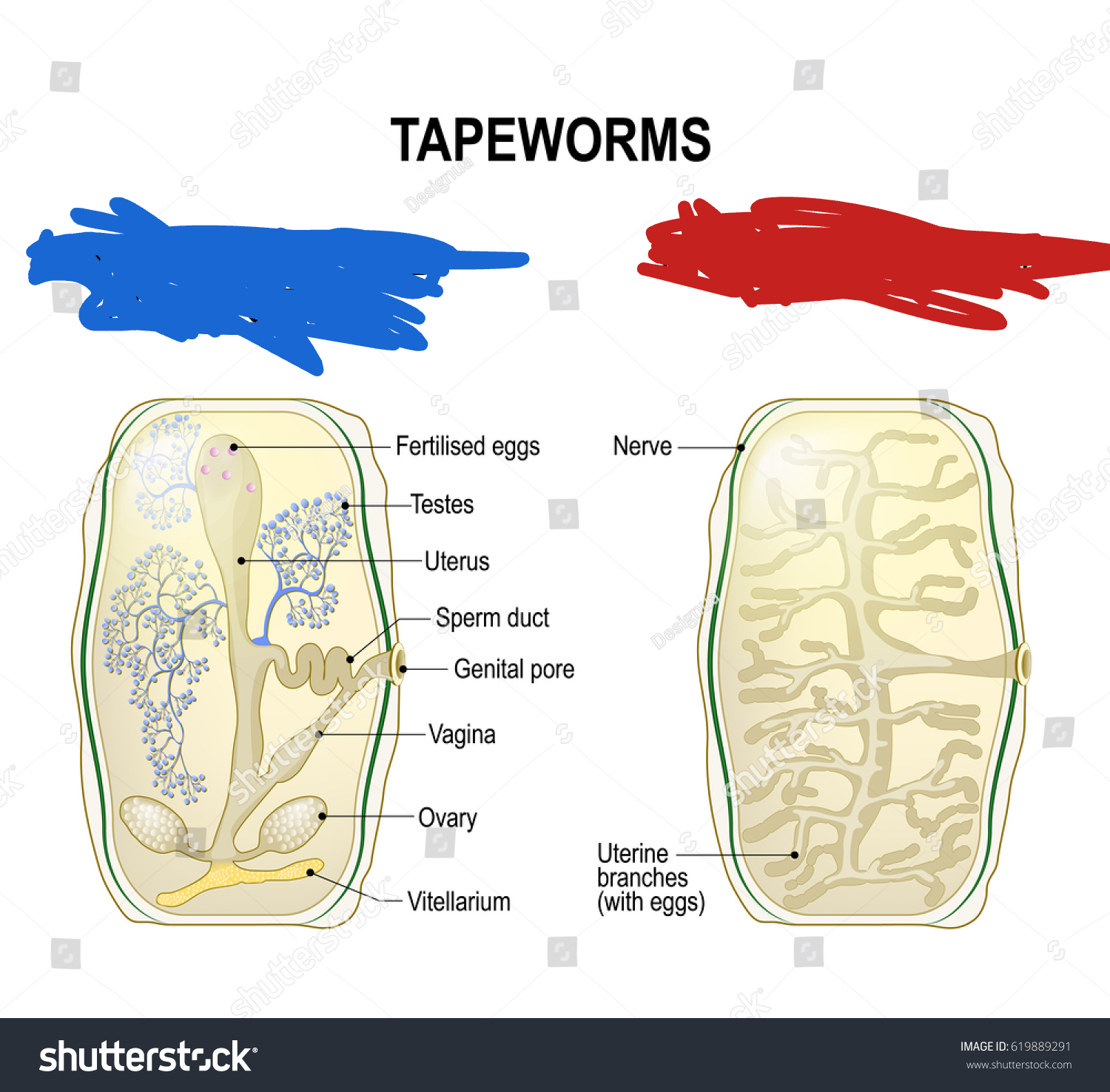 <p>What is the structure on the left called?</p>