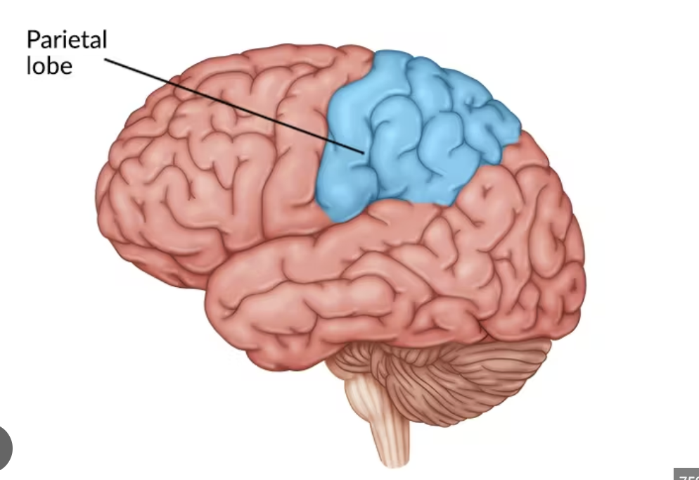 <p>Sensory perception (touch, pain, temp), spatial awareness, attention</p>