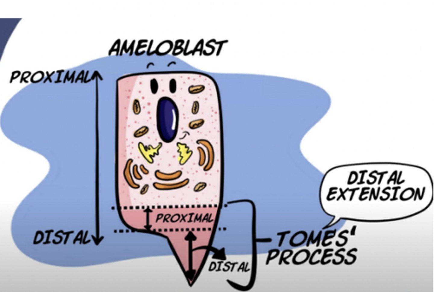 <p>distal end of the ameloblast cells bend at 45º inclination at distal end of cell</p><p>secretes enamel</p>