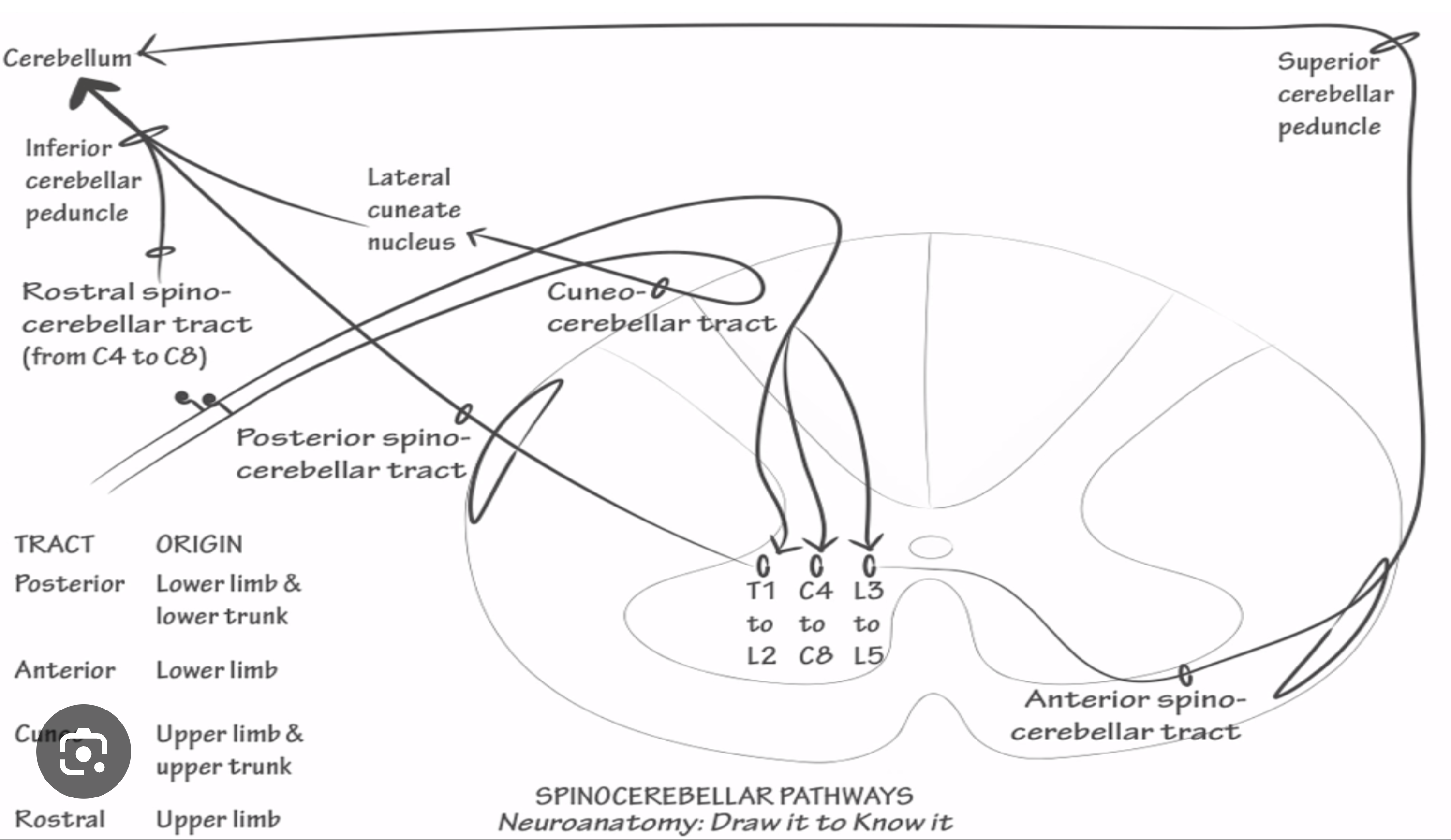 <p>Posterior Spinocerebellar Tract</p>