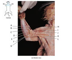 <p>What is the muscle indicated by letter G? What is an attachment point and function?</p>
