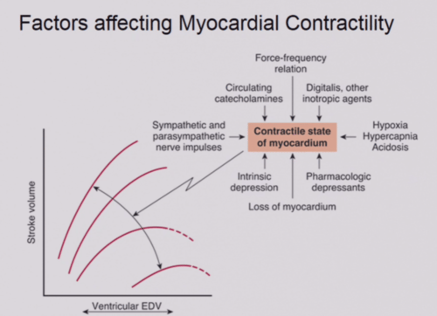 <p>The strength of contraction of the heart muscle at any given end-diastolic volume</p>