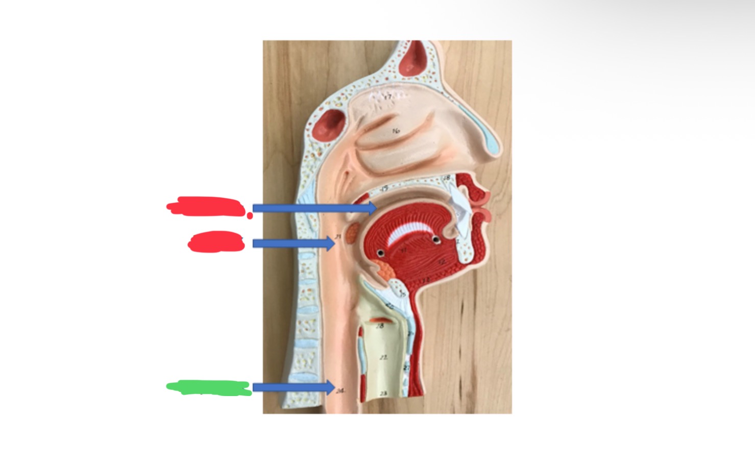 knowt flashcard image