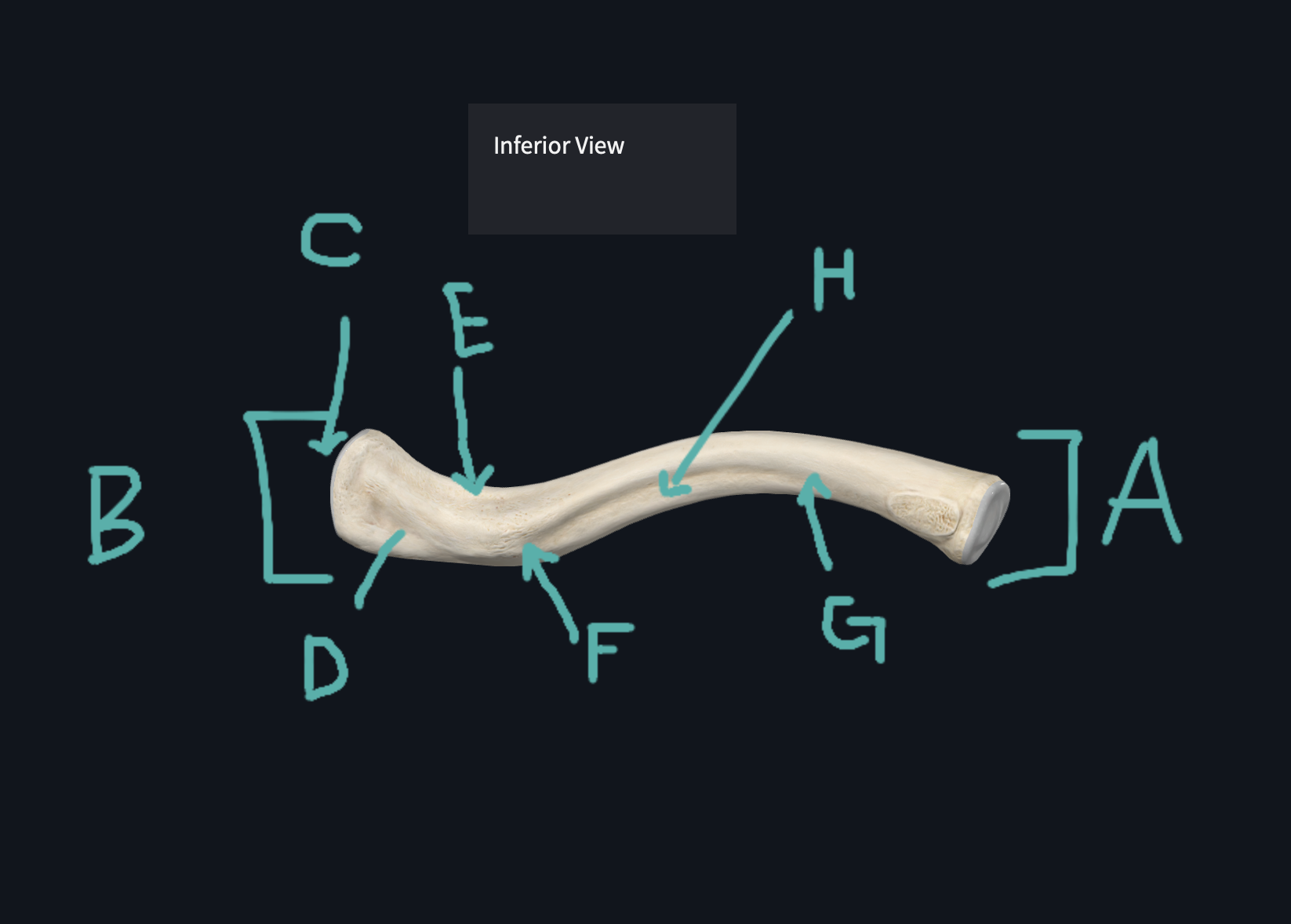<p>C (Inferior of Clavicle)</p>