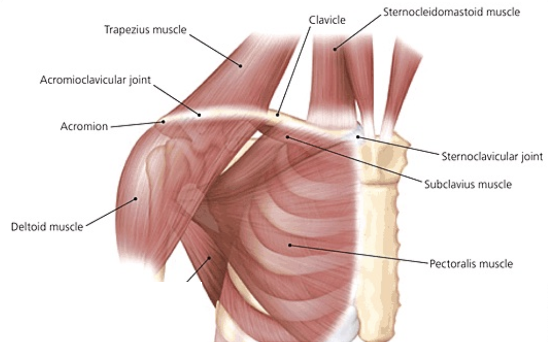 Muscles Attaching to Clavicle