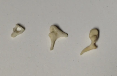auditory ossicles 