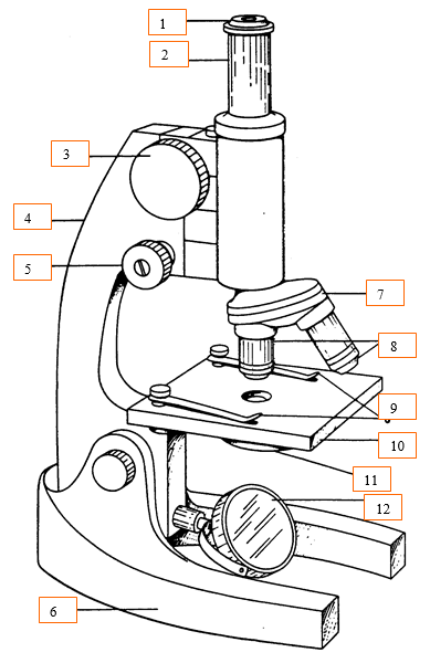 <p>7 is what on the microscope image shown? </p>