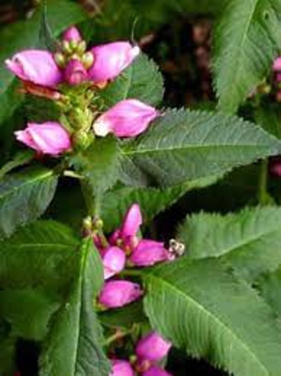 <p>pink turtlehead</p>