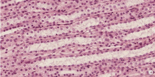 <p>identify the type of epithelium</p>