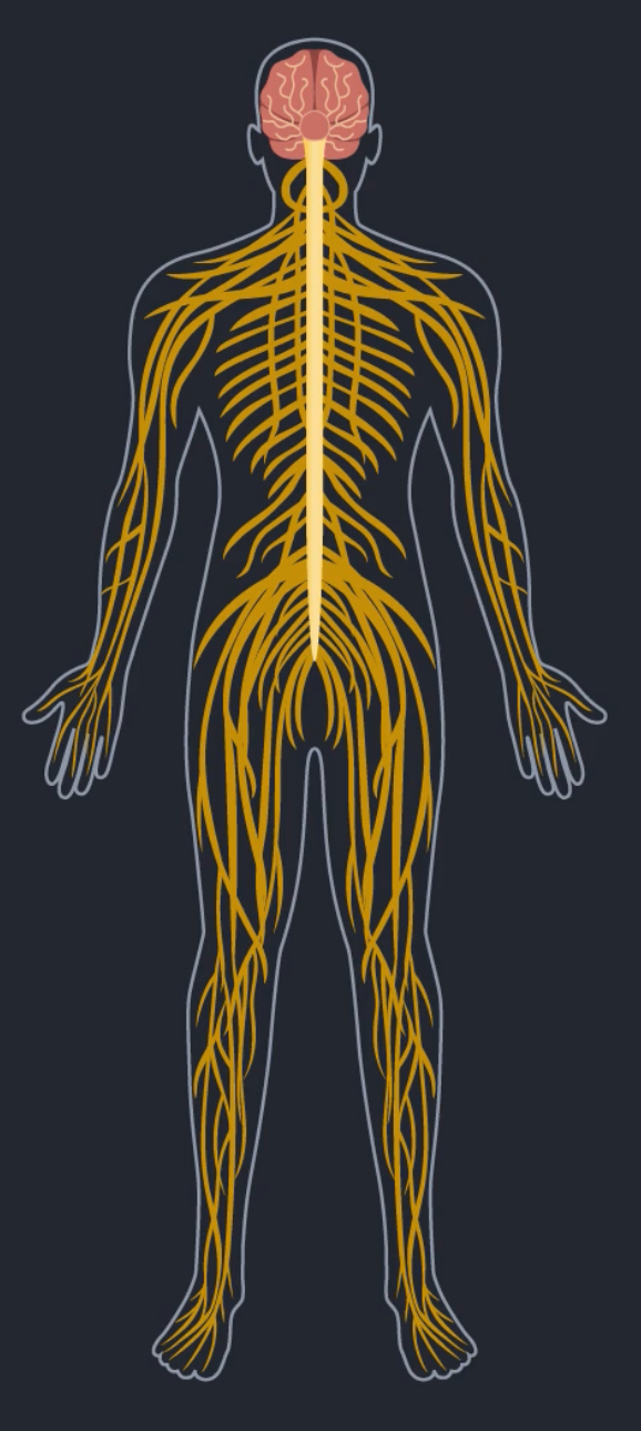 <p>What does the nervous system compose of?</p><p></p>