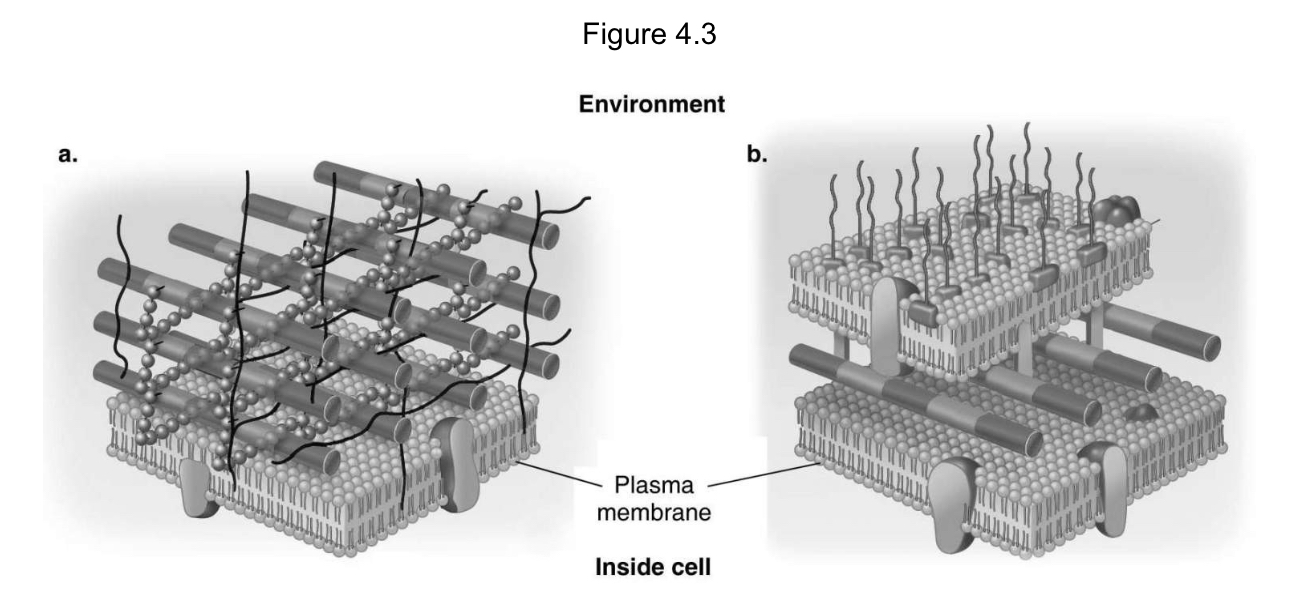 <p><span>In Figure 4.3, which diagram of a cell wall is a gram-negative cell wall?</span></p>