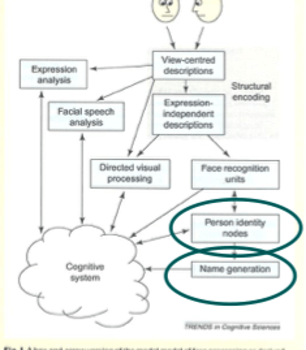 <p>activation of the PIN and subsequently semantic info allows you to be able to name the face</p>