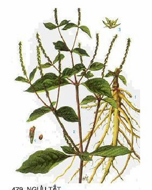 <p>BFD - Achyranthes bidentata</p>