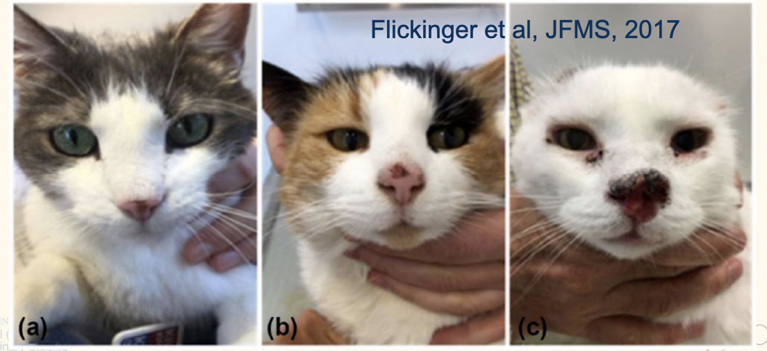 <p><em>referring to the picutre</em></p><p>Actinic keratosis (a)</p><ul><li><p>pre-cancerous</p></li><li><p>dysplasia due to chronic UV exposure</p></li></ul><p>Carcinoma in situ (b) </p><ul><li><p> have not penetrated basement membrane </p></li></ul><p>Invasive SCC (c)</p><ul><li><p> penetration of basement membrane</p></li></ul><p></p>